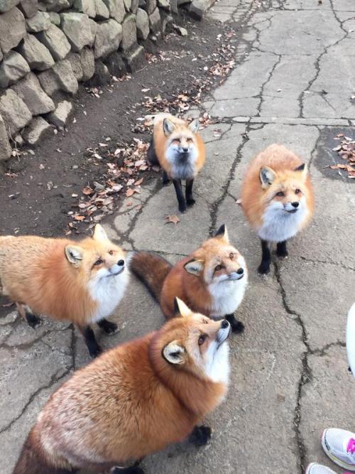 kawaii-animals-only:  A must visit! Cuteness overload freely roaming foxes at Zao Fox Village in Miyagi prefecture, Japan.