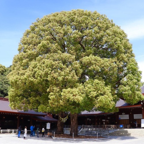 清明快乐！#东京 #tokyo #meijishrine #catcafe #park and #toyosu #fishmarket for #清明 #周末 #weekend https://ww