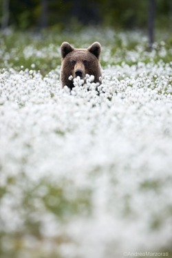 harte-of-turquoise:  meadow bear —>