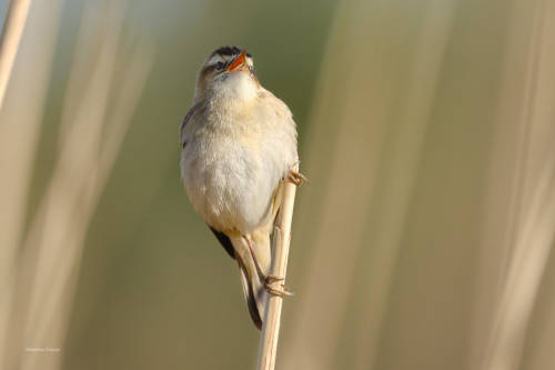 Singing in the reedA trustful sedge warbler (I hope the identification is right ;-))