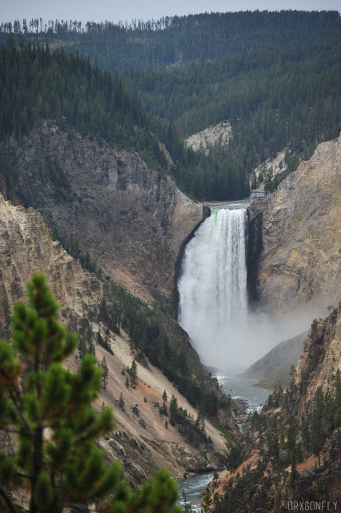 drxgonfly:  Lower Falls, Yellowstone National Park (by drxgonfly) 