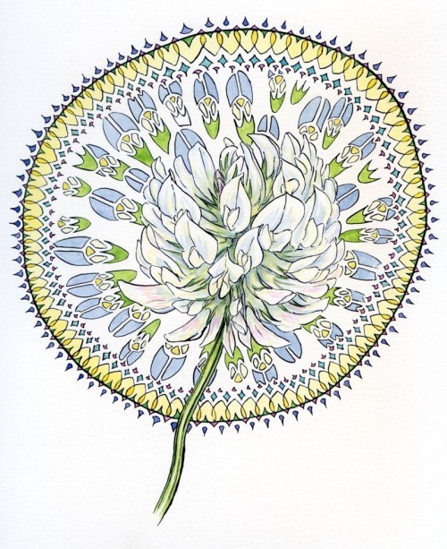 noelbadgespugh: Clover Nouveau Study, 2012