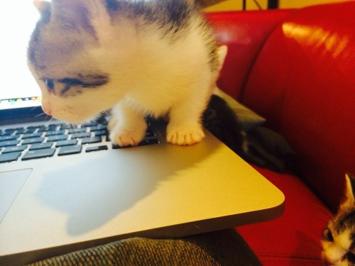 scratchingpad: // Kitten and her first laptop