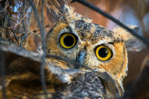 Here’s Looking at You and Bird of Prey by Danielle & Ryan McCroryGreat Horned Owl (Bubo v