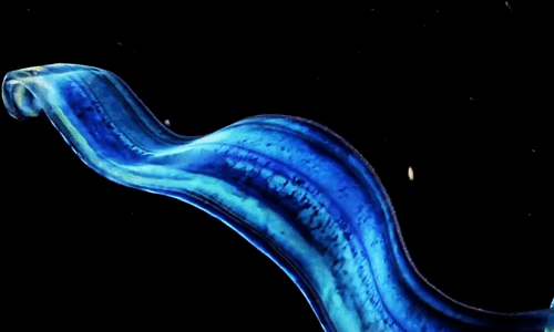 greenshrumbo:the venus girdle jellyfish is also incredible