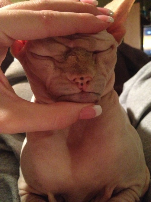 wrinklepaws: maracaja127: wrinklepaws:  Snort: Man of Many Faces  that cat’s face looks like s