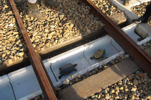 sixpenceee:Japan Railways Build Turtle TunnelsJapanese railroad companies recently installed a wonde