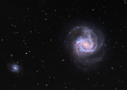 galaxiesoftheuniverse:   Messier 61  Messier 61 or NGC 4303, is a type of galaxy known as a starburst galaxy. Starburst galaxies experience an incredibly high rate of star formation, hungrily using up their reservoir of gas in a very short period of time