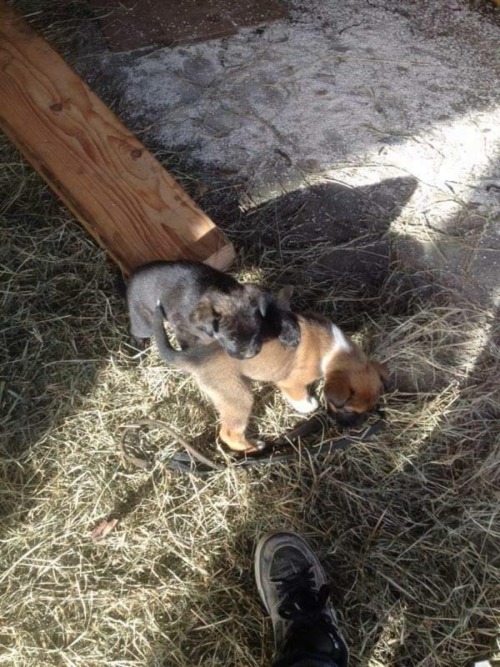 Might be getting a puppy tomorrow haha, this is the brother I met on a delivery to my friends house but I want the brown and white one (mostly brown one not mostly white one)