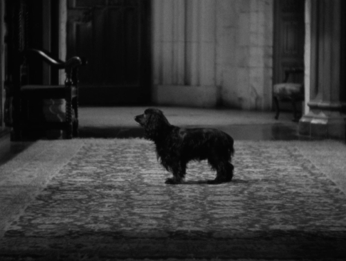 Rebecca, dir. Alfred Hitchcock, 1940Joan Fontaine and a dog