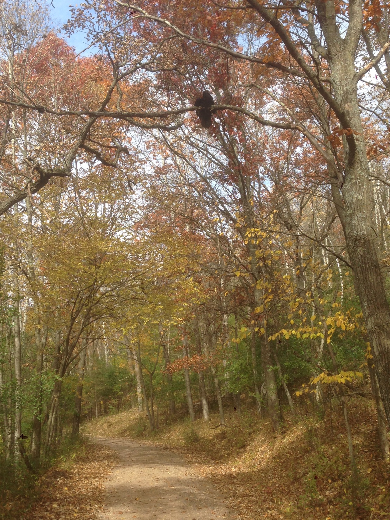 Stephen and I were walking on a desolate road in the woods. It was a beautiful fall day… late October, full sun, vibrant colors. Our path was carpeted in burgundy oak leaves and the yellow scales of quaking aspen.
We descended into a shallow ravine,...