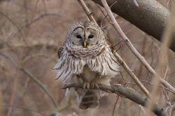 owlsday:  Barred Owl by StephsShoes on Flickr.