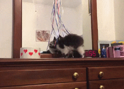 catgifcentral: Fail