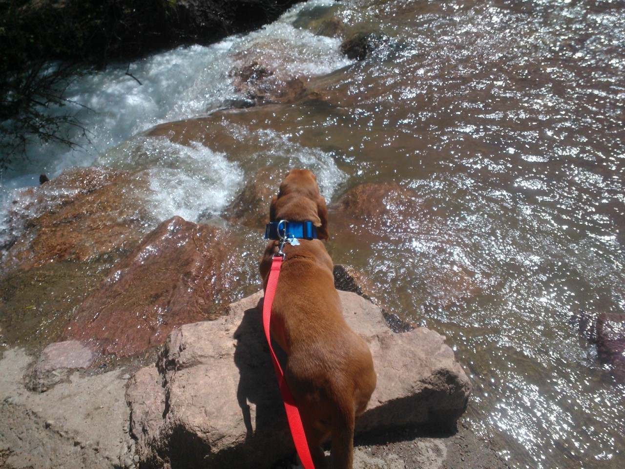 Marley and I went to Bear Creek today for the first time in months :)