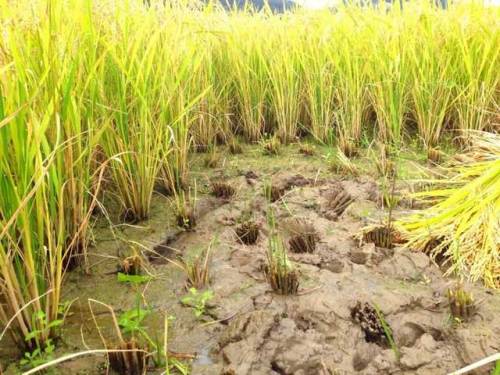  Tackling A Big Seasonal Event: Rice Harvesting With Exchange Students! Rice harvesting is an import