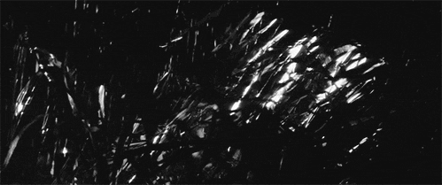 GIF Movie