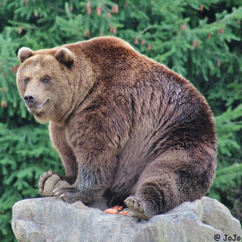 fuck-yeah-bears:  21.02.2016 by JoJoAsakuraLook adult photos