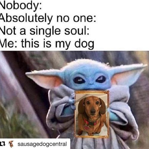 Basically. Because, I mean, have you seen my dog?? #Repost @sausagedogcentral with @get_repost ・・・ A