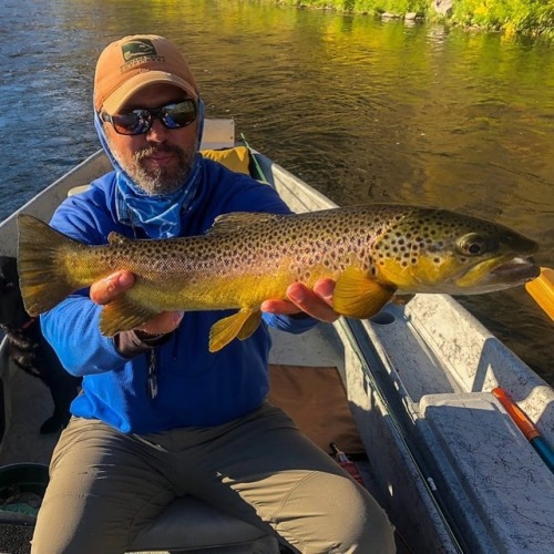 @crazyforflyfishing insists that I fish a little each day. When browns like this are eating little d