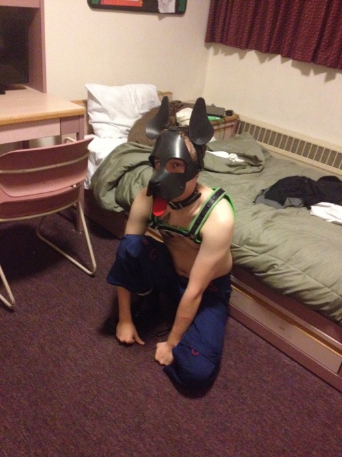 flamepaws: Puppy pics!!! I finally got my hood!!! Looking adorable pup!