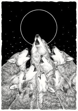 anisis-scrapbook:  Some personal art with howling wolves C:Medium: pencil + black liner penArt prints, T-shirts and other stuff with this art you can find on my REDBUBBLEI will be grateful if you support my art:https://ko-fi.com/anisis  