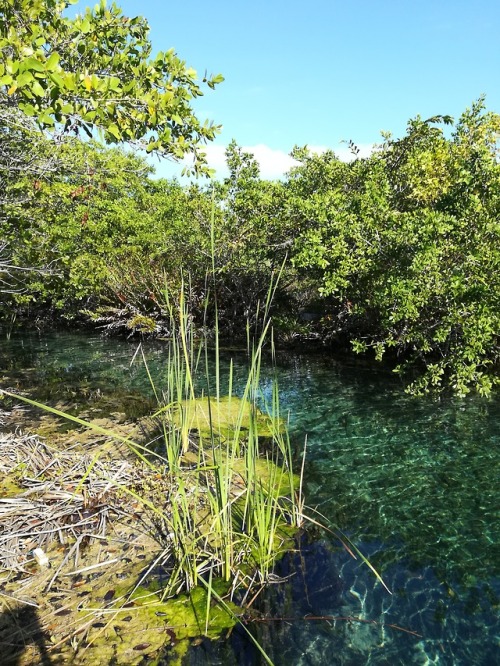 kimaroundtheworld:Yalahau cenote - Holbox, Mexico