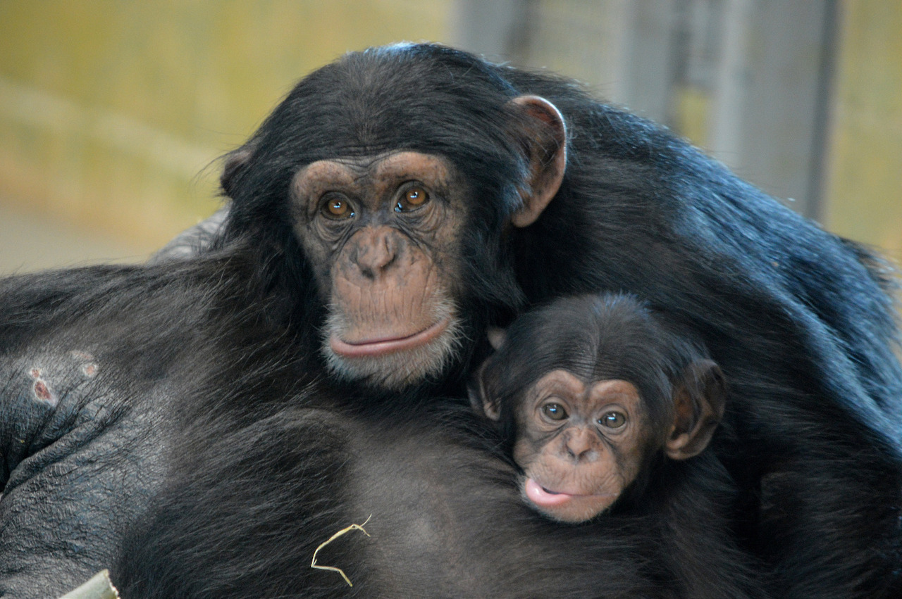 houndtroglodytes:  Zombi,  Zuri (three years old) and Enzi (two months old), 2016.