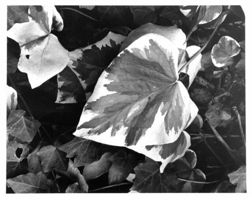 bm-photo-collection: Oregeval, Paul Strand, 1964, Brooklyn Museum: PhotographySize: sheet: 14 x 11 i