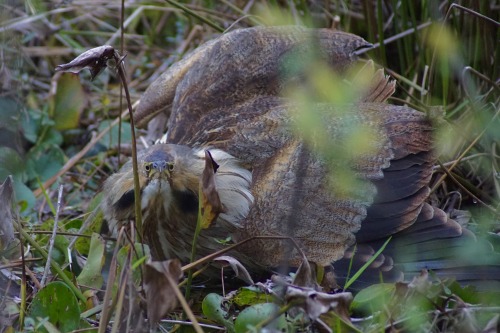 snailkites: goodcopbearcop: American Bittern (Botaurus lentiginosus) Paynes Prairie Preserve State P