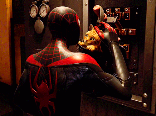 lotrlocked:yinx1:star-studded-sky:boozerman:Spider-Cat in Spider-Man: Miles Morales YOU GET A CAT IN
