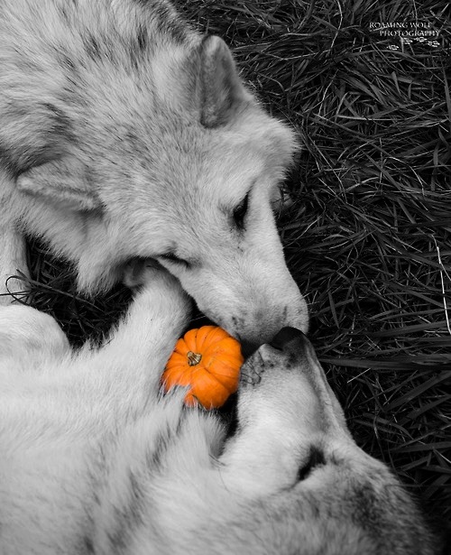 w-olf-heart:Happy Halloween!* I do not own any of those photos. I have only edited them a little. *