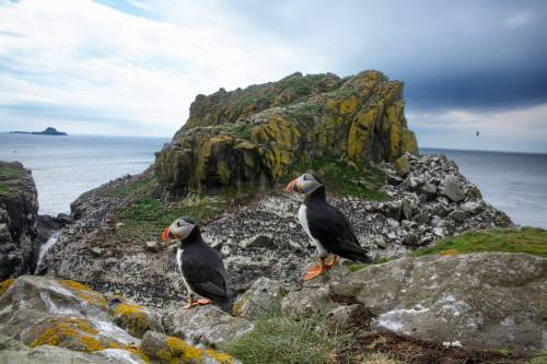 peacephotography: Puffins on Lunga island, Scotland.Photograph: Murdo MacLeod