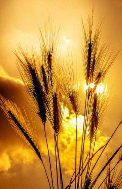 marilda-mm:     Barley grass in the sky by SimonFlint on Flickr.  