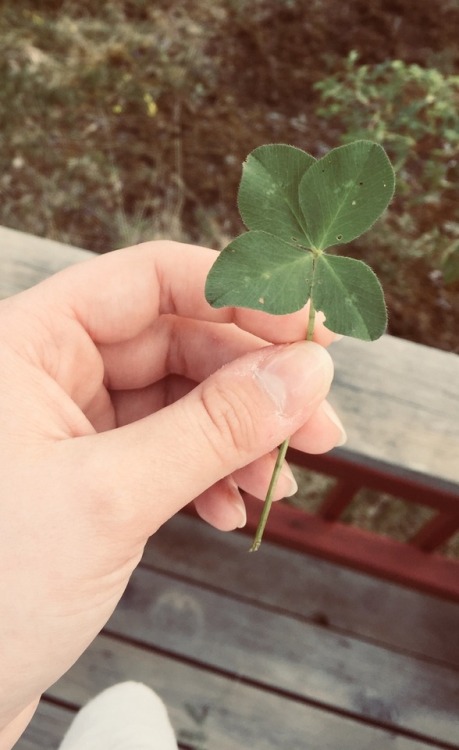 Found a four leaf clover today!!