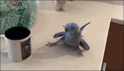 Darwin, an Indian ringneck parakeet, gets a crush on the bird on the coffee mug. [video]
