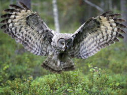 theraptorcage: Great Grey Owl