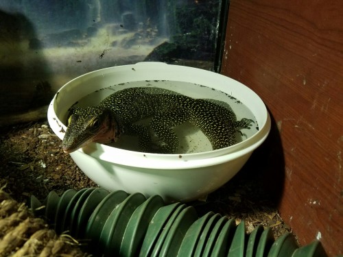 reanimatedfish:Here’s some Peach flavored lizard tea. It’s very fresh.no tea for you. i 