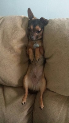 emojustinyoung:  emojustinyoung:  he keeps getting stuck in the couch  this is my dog brian stuck in our couch in case u missed it 