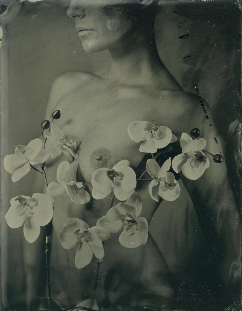 Porn brookelabrie:  Roarie Yum 4x5 tintype © photos