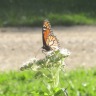 hugginbugs:I have no one to impress, the trees have already made their decisions about me. Who else is there to please?