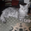 cats-gaza-mohamed