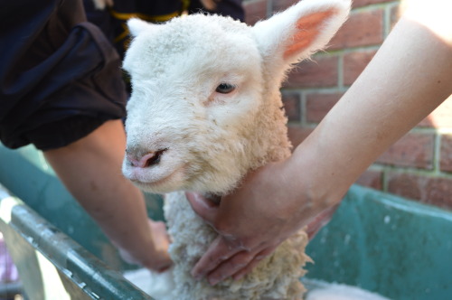 This week we gave our bottle-fed lambs a bath. They were not terribly impressed with their wheelbarr