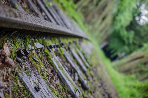 cdkphotography:  Exploration w/ @alexpenfornis & @alenpalander La Petite Ceinture - Parc Montsouris - PARIS ( Photography by C.D.K ) 