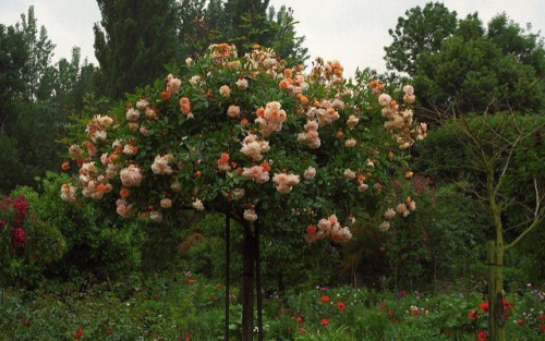 Monets House And Garden In Giverny, France. X