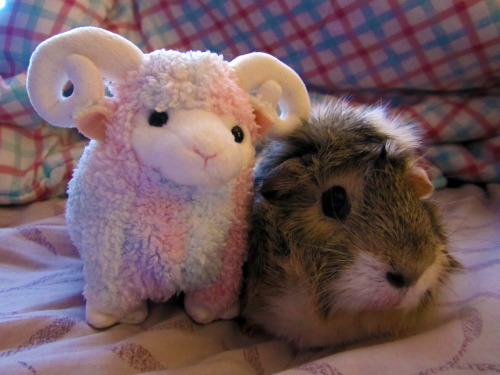 piggieproblems:  Here’s the second photo shoot~ A cute series of Cookie and my Beanie Babies: 