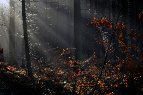 DSC_8283_01 by piotr_ramijan on Flickr.