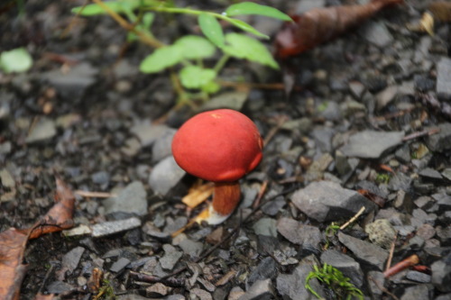 Mushrooms everywhere this year, but the kids want to know… where are the smurfs?