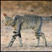 froody:the African wild cat (from which house cats are descended) looks like a normal