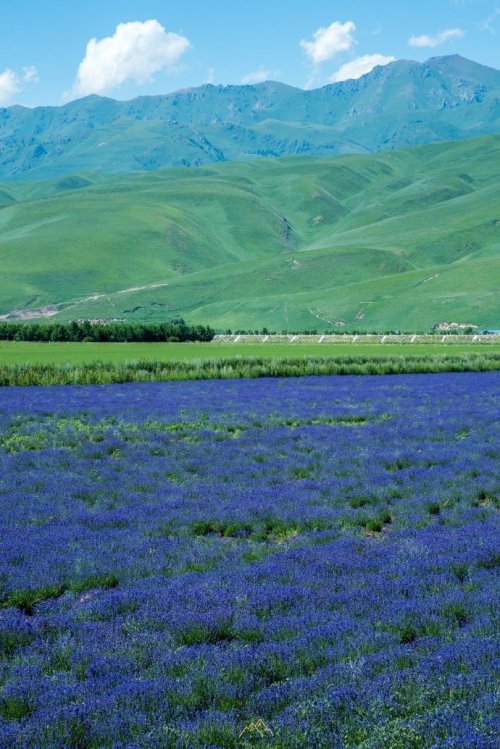 fuckyeahchinesegarden:ili, xinjiang, china. cr:遗产君