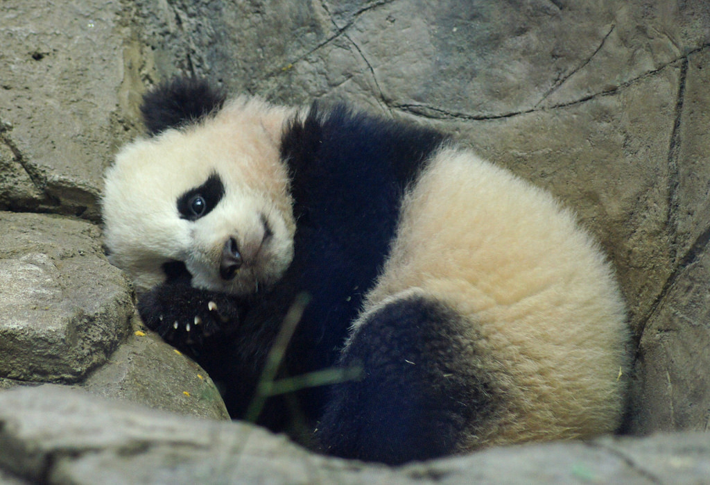 giantpandaphotos:  Bao Bao at the National Zoo in Washington D.C. on February 4,